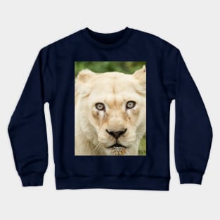 Albino lioness in the wild Crewneck Sweatshirt